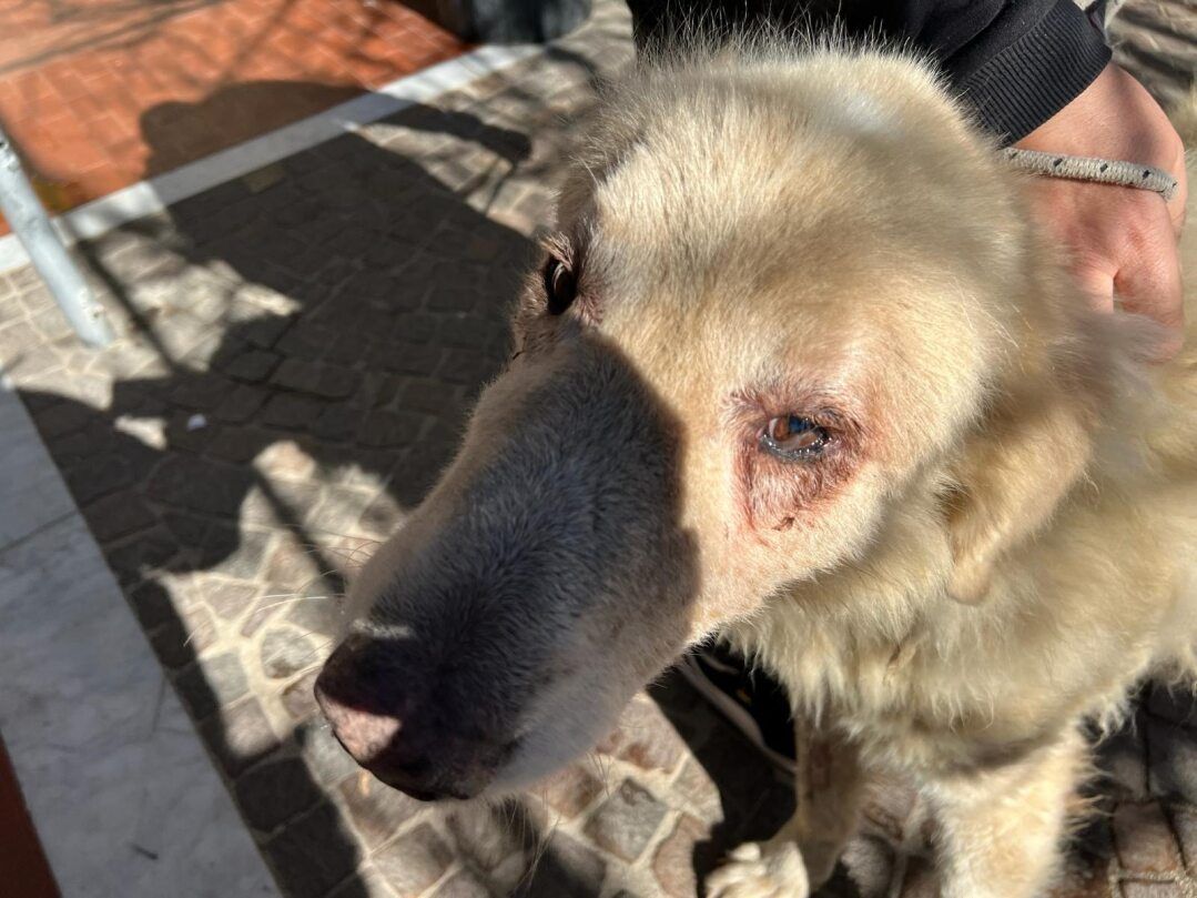Napoli, cane a catena abbandonato, sequestrato dall'Oipa, denunciato il detentore per maltrattamento