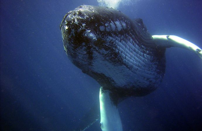 Un virus minaccia le balene del Mediterraneo