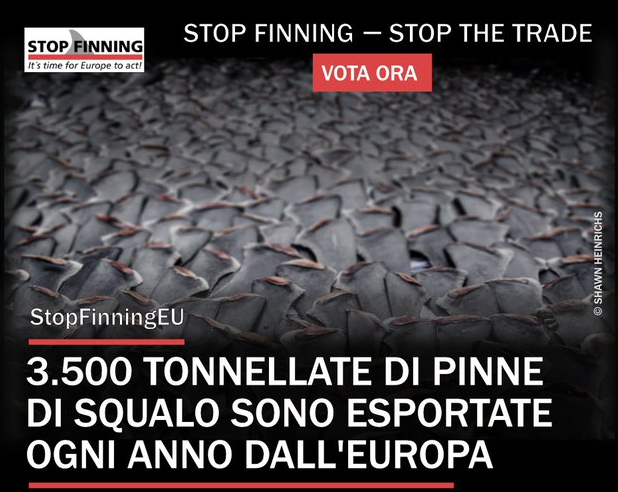 Pinne tagliate agli squali, l'Oipa diffonde l'iniziativa Europea STOP FINNING - STOP THE TRADE per fermare l'atroce pratica e commercio di pinne di squalo in Europa.