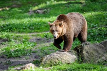 Trentino. Orsi : Rapporto dell'Oipa di Trento sull'installazione dei cassonetti anti-orso