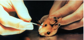 Sperimentazione animale, OIPA diffonde l'iniziativa dei cittadini europei Save Cruelty-free cosmetics per UN'EUROPA LIBERA DALLA CRUDELTA'