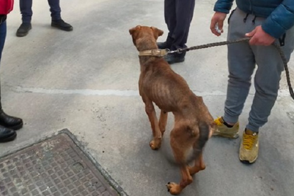 Un cane scheletrico sequestrato grazie all'intervento dell'Oipa di Ragusa, denunciato l'uomo che lo deteneva.
