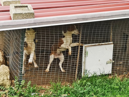5 cani da caccia rinchiusi in piccole gabbie fatiscenti e buie, liberati grazie all'intervento dell'Oipa di Ragusa.