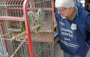 Tre Pappagalli sequestrati in un negozio dalla guardie Zoofile dell'Oipa