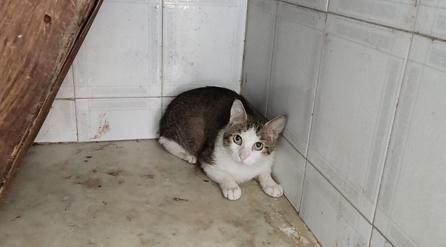 Catania, la casa degli orrori, 5 gatti salvati dalle guardie zoofile Oipa, altri 5 erano morti.