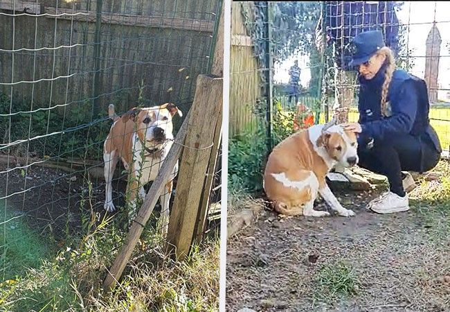 Sequestrato dall'Oipa un cane disabile rinchiuso h24, per il proprietario: "Tanto è vecchio e non ho soldi", denunciato per maltrattamento