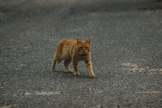 Dai 5 ai 10 gatti, investiti al mese, in una strada di Monreale (PA), l'Oipa scrive a Comune e Citta Metropolitana