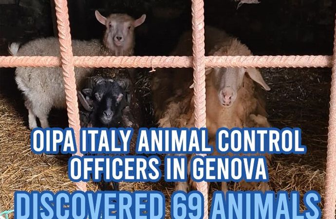 Genova, sequestrati dall'Oipa in una fattoria, 69 animali denutriti e affamati, al via la raccolta fondi.