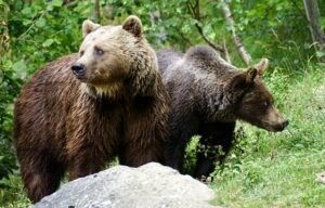 Orsi trentini, presentato dalla Provincia di Trento ddl per l'abbattimento fino a 8 orsi l'anno, Oipa si batterà affinché non venga approvato.