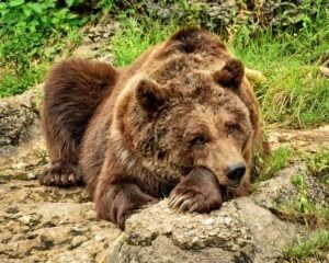 Trentino, ucciso l'orso M90, Oipa "eseguita la sentenza di condanna a morte di Fugatti, politica miope e nemica degli animali"